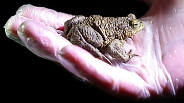 Darjeeling’s Marbled Cascade Frog belongs to a genetically distinct population with limited genetic diversity, a new study finds. Researchers warn that hunting adds to its vulnerability and urge protection of its Himalayan stream habitats