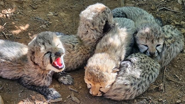 Five New Cubs, 60 Cheetahs: What Kuno’s Latest Litter Means for Project Cheetah 60