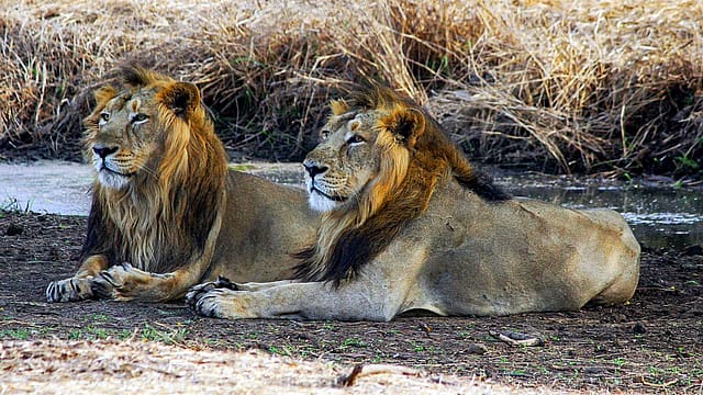 Beyond Gir: Barda Forests Emerge As Second Home For Asiatic Lions, Study Finds