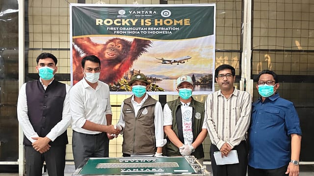 India Sends Rescued Baby Sumatran Orangutan Home to Indonesia; 5 More Await Repatriation