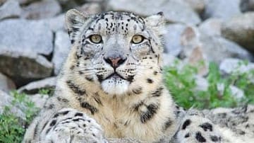 India’s first snow leopard census recorded 718 across the Himalayas, including 477 in Ladakh.