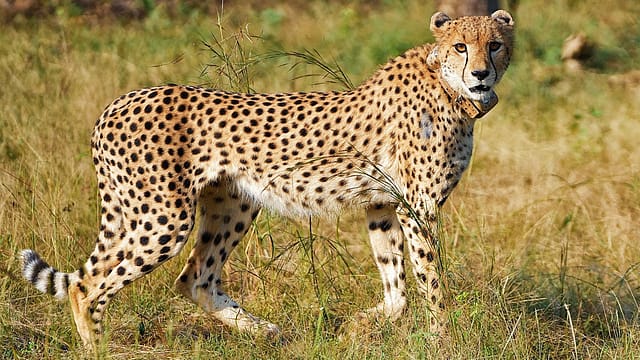 EXPLAINED | Who Protects a Cheetah When It Leaves Kuno?