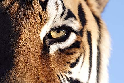 Conservation: the New Killer