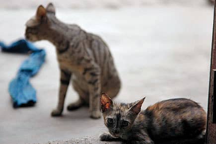 You had a shelter take away your neighbour’s cats against his wishes. Was this fair?
