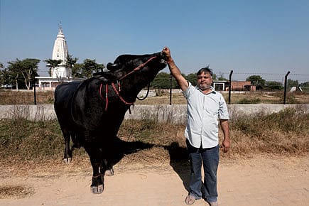 Not Just a Cock-and-Bull Story Not Just a Cock-and-Bull Story