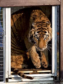 As India’s tiger economy stirs again