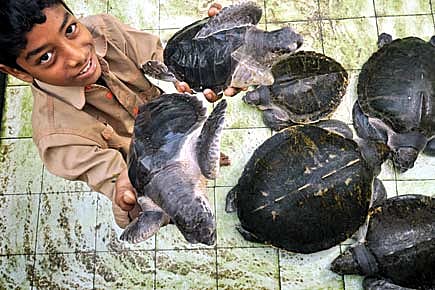 The Turtle People