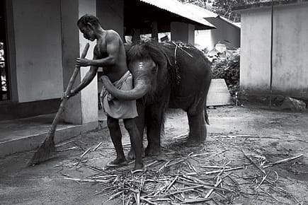 The Elephant Whisperer