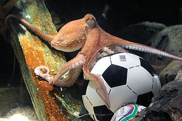 Paul the Octopus