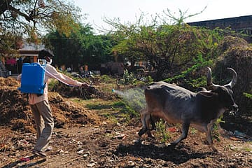 Crimean-Congo Haemorrhagic Fever