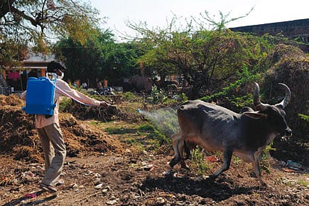 Crimean-Congo Haemorrhagic Fever