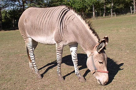 The Zonkey & Other Hybrids