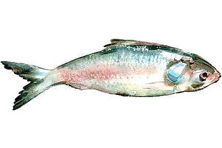 Hilsa Hits the Roof