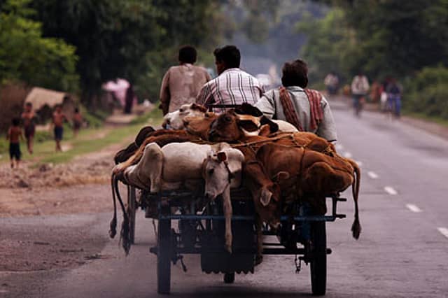 ‘Pink Revolution’ beneficial to whom?