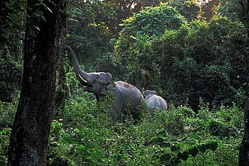 Can’t Get Its Act Together