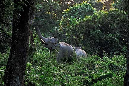 Can’t Get Its Act Together