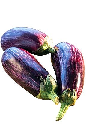 BT Brinjal for Dinner