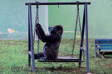 An Obituary for India’s Only Gorilla