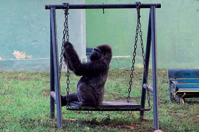 An Obituary for India’s Only Gorilla