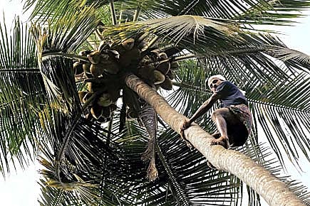 How to Climb a Coconut Tree