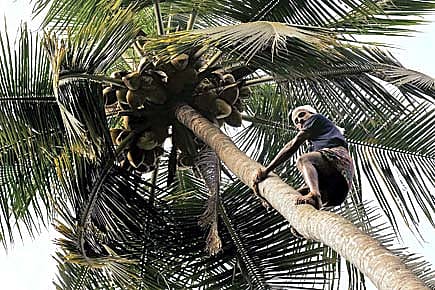 How to Climb a Coconut Tree