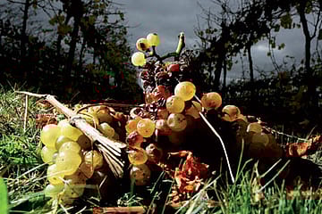 Alcohol and Evolution