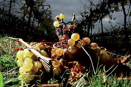 Alcohol and Evolution