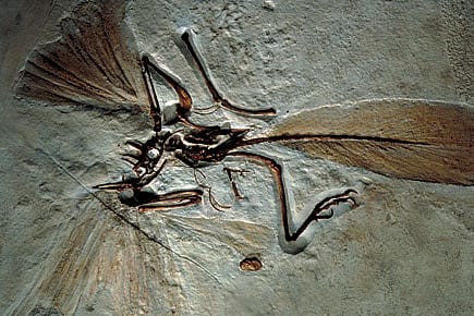 The Mystery of the Avian Beak