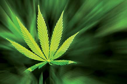 Bhang’s Non-Narcotic High