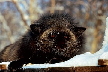 Hormones and Harmony