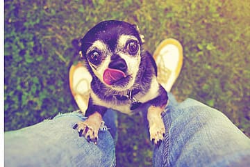 Jealousy and Evolution