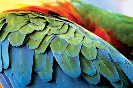 The evolution of feathers