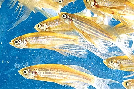 Making Disease Transparent Making Disease Transparent