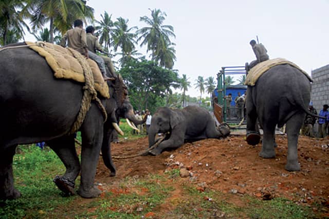 The worried man’s guide to nabbing elephants