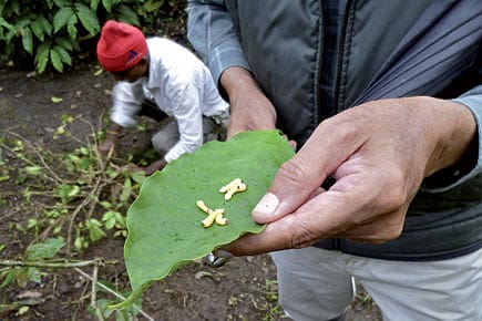 A Looming Crisis in Coffee