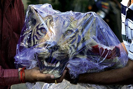 The case of the counterfeit tiger skins