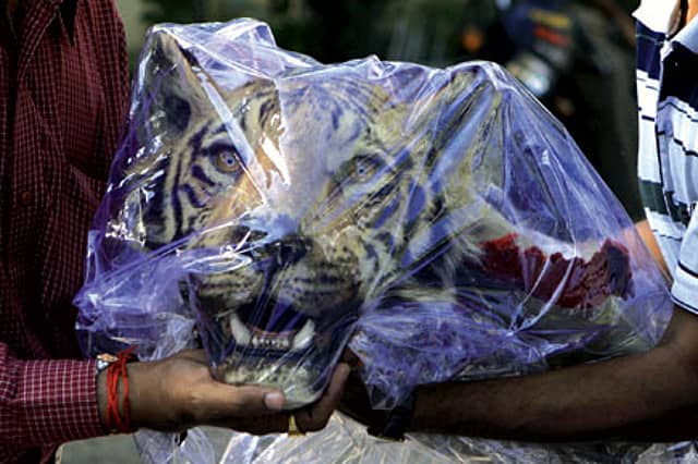 The case of the counterfeit tiger skins
