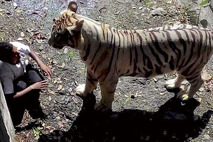 Tiger, Tiger, Burning Bright...