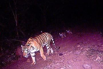 How They Count Our Tigers