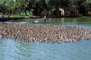 Going Viral in Kerala