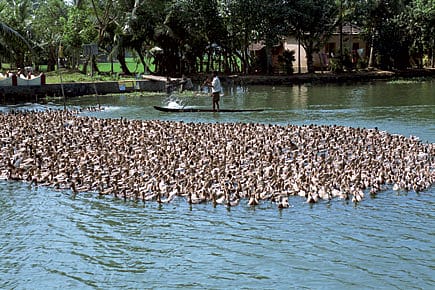 Going Viral in Kerala