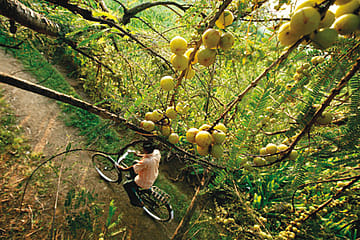 Amla in the Times of Blueberry Cheesecake