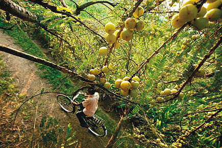 Amla in the Times of Blueberry Cheesecake