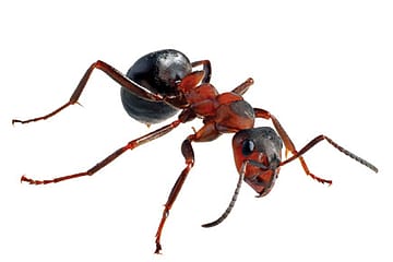 God’s Own Feminists