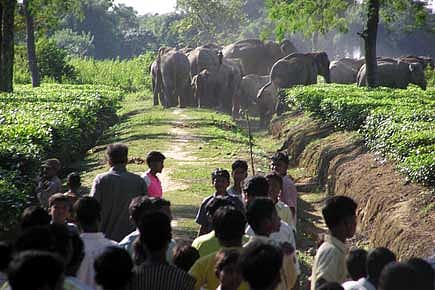 Where the Forests Have No Trees