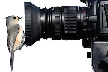 Early Birds Don’t Disturb the Worms