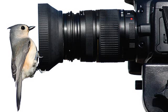 Early Birds Don’t Disturb the Worms