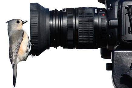 Early Birds Don’t Disturb the Worms Early Birds Don’t Disturb the Worms