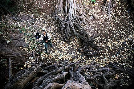 The Birdman of Sangli