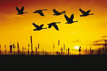 Where are the Birds Going?